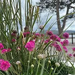 Dromquinna Manor Dunkerron Islands